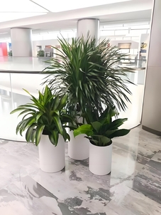 海曙花卉租赁专业